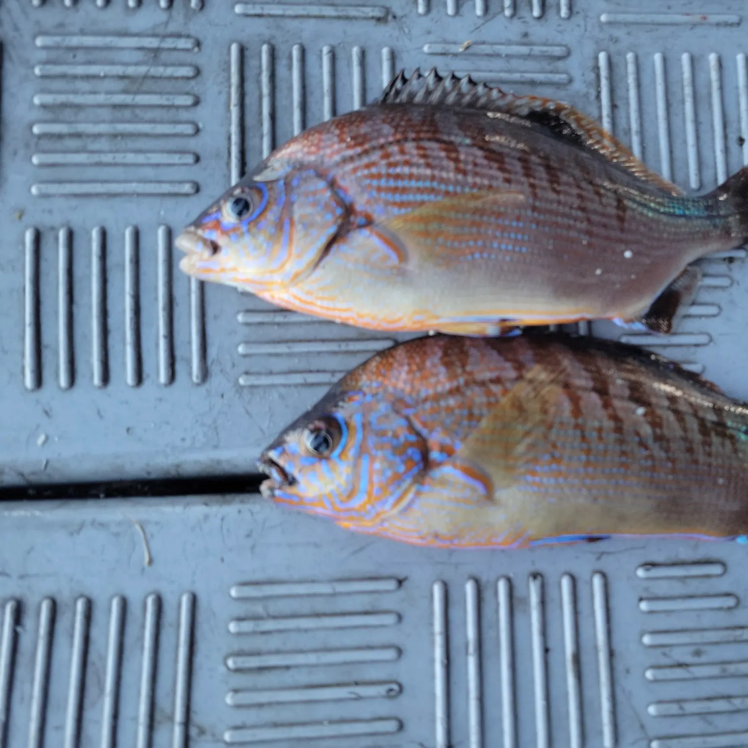 The most recent Rainbow surfperch catches on Fishbrain