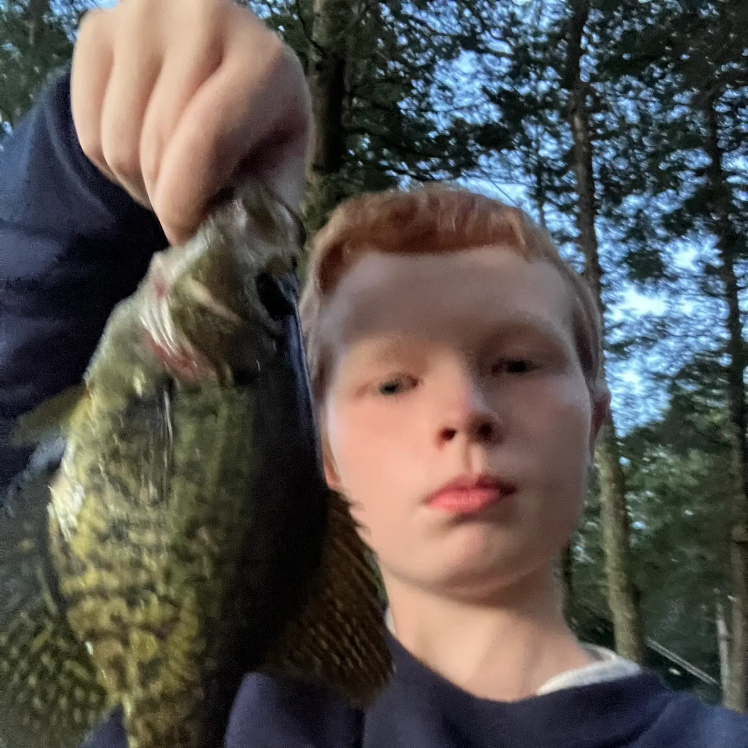 Black crappie caught on Fishbrain