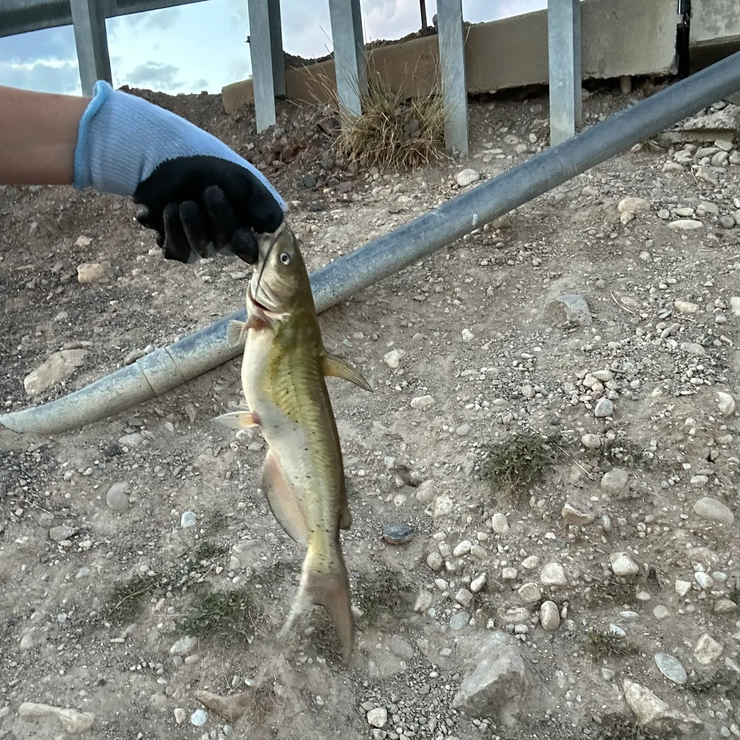 Channel catfish caught on Fishbrain