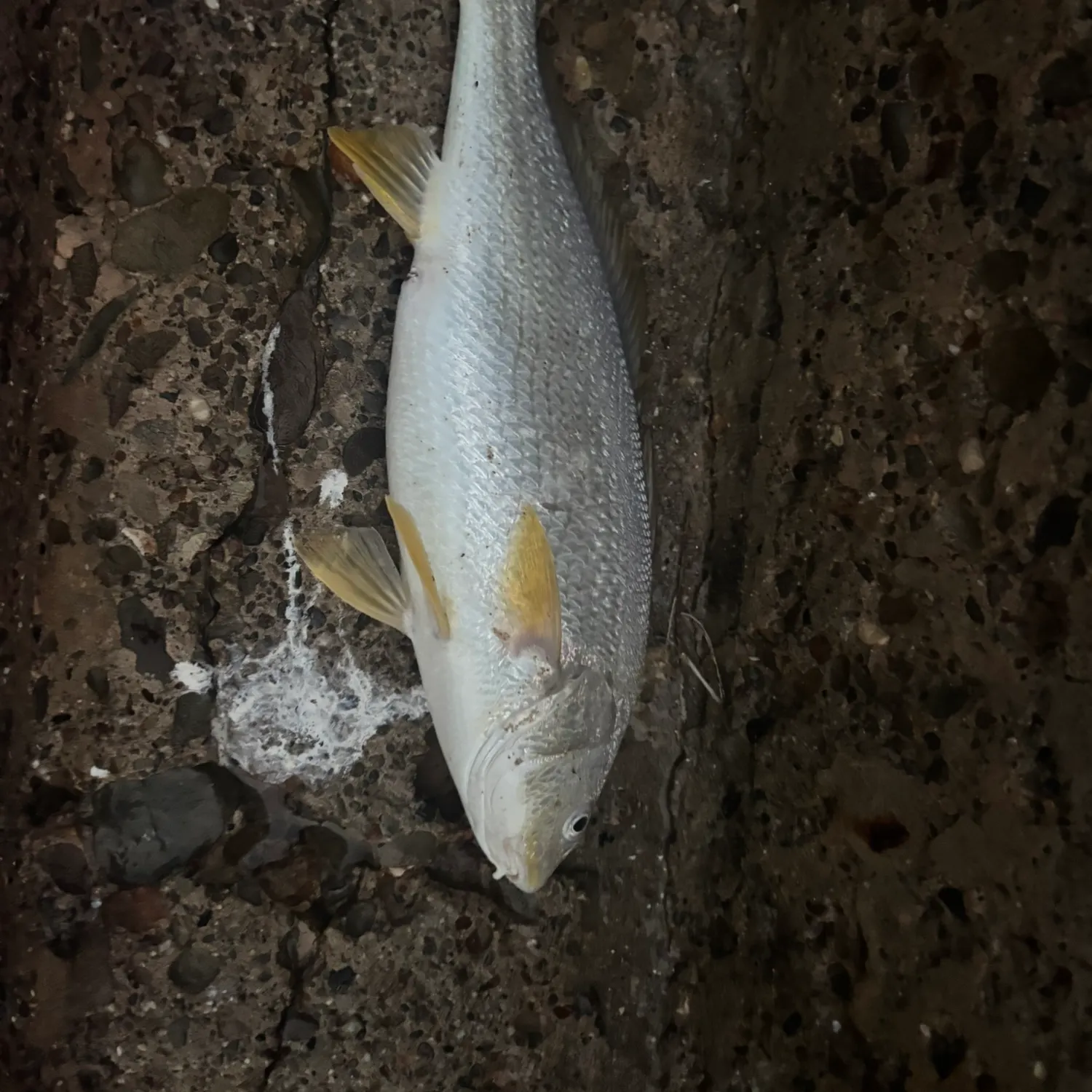 Yellowfin croaker caught on Fishbrain