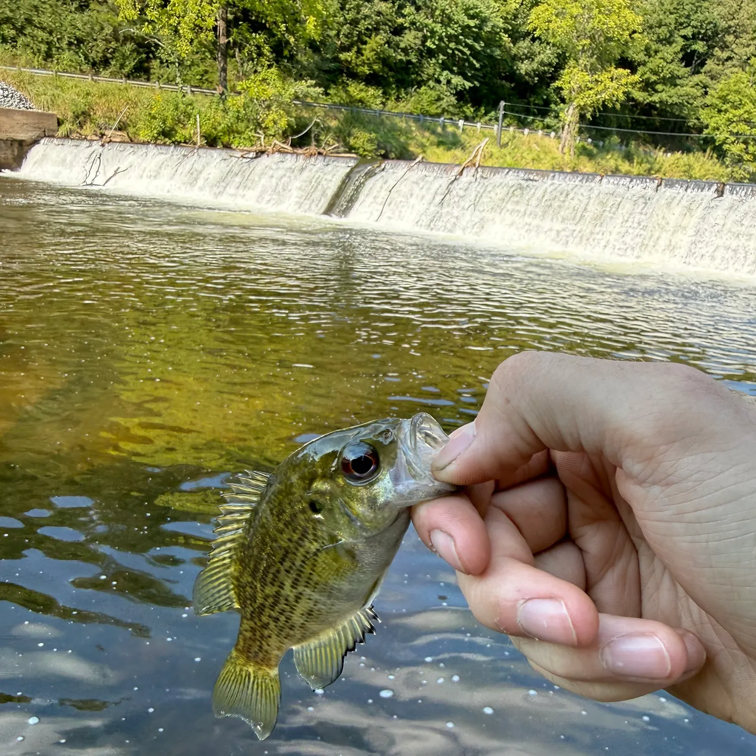 Rock bass caught on Fishbrain