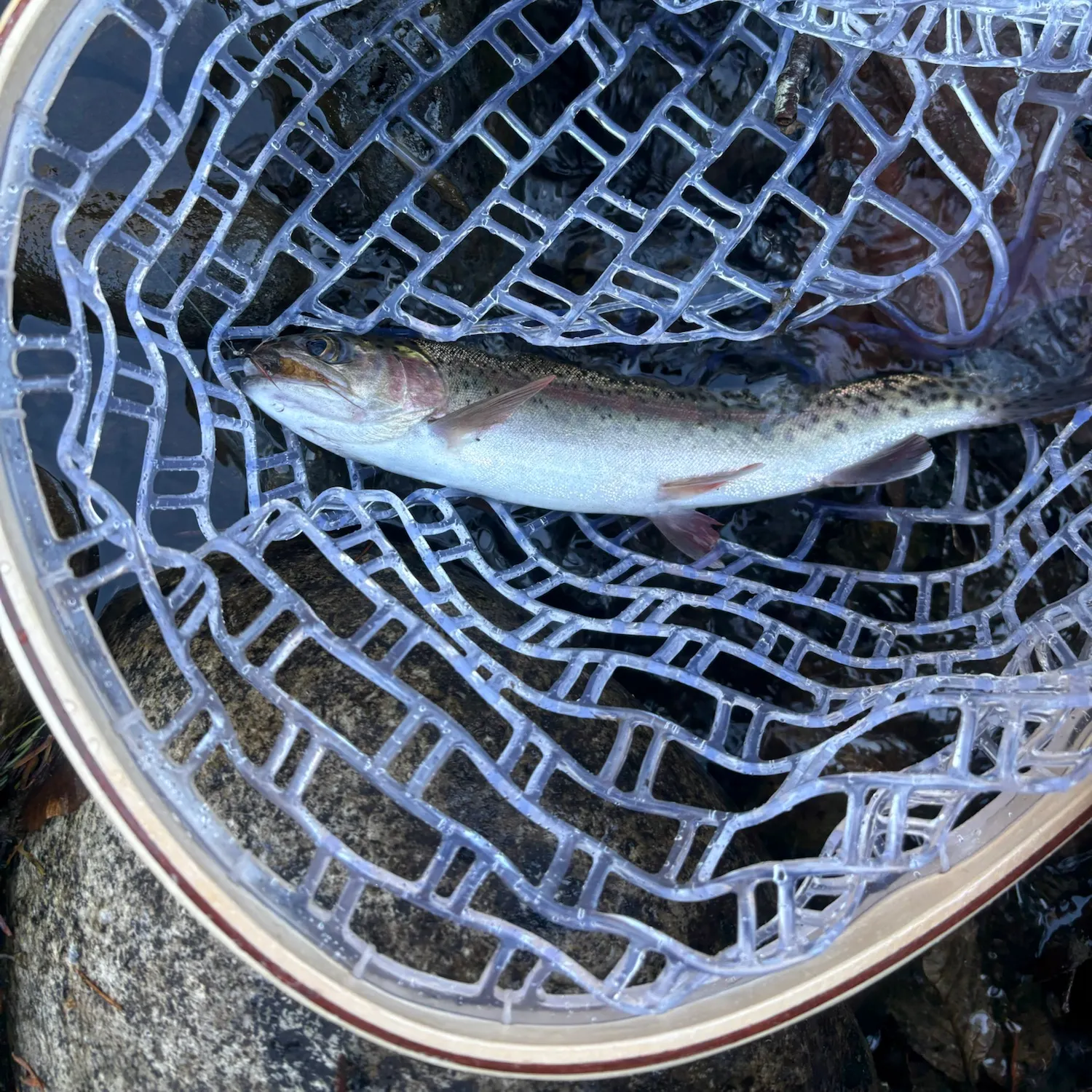 Rainbow trout caught on Fishbrain