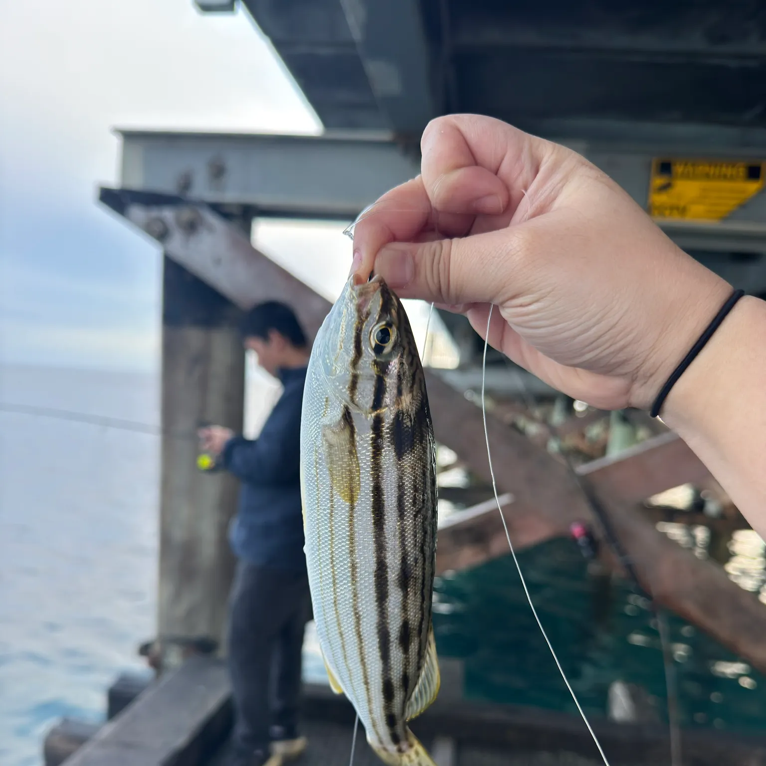 The most recent Western striped grunter catches on Fishbrain