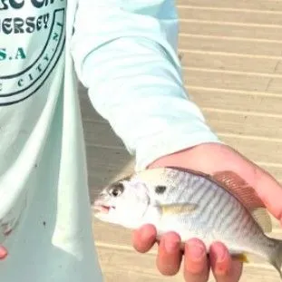 Spot croaker caught on Fishbrain