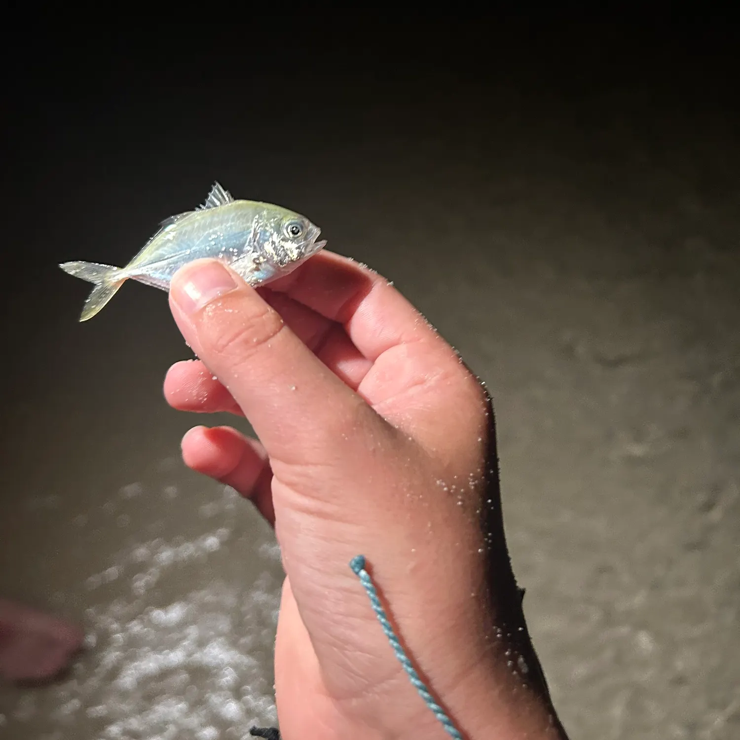 The most recent Leatherjack catches on Fishbrain