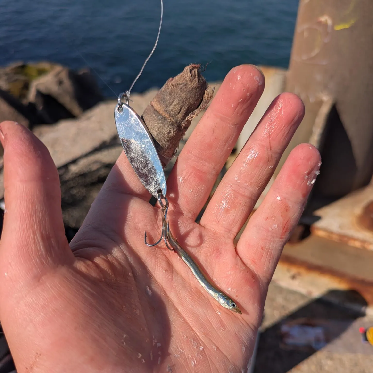 The most recent American sand lance catches on Fishbrain