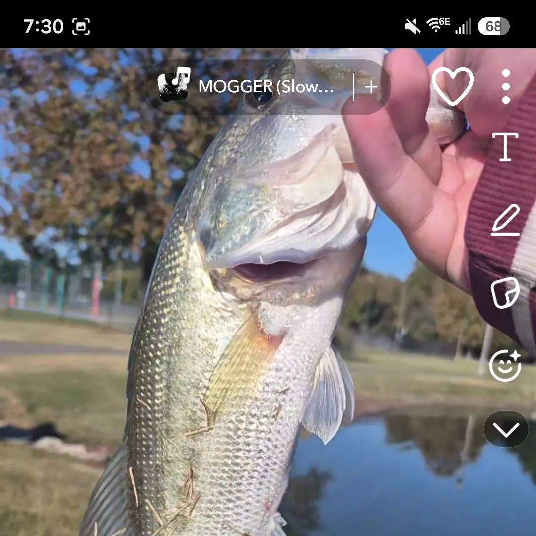 Largemouth bass caught on Fishbrain