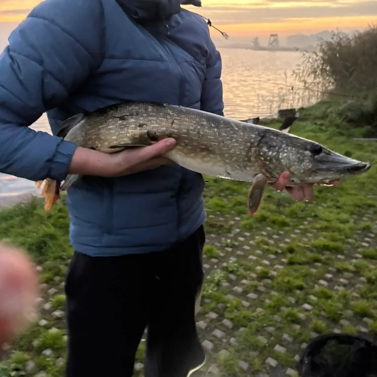 Northern pike caught on Fishbrain