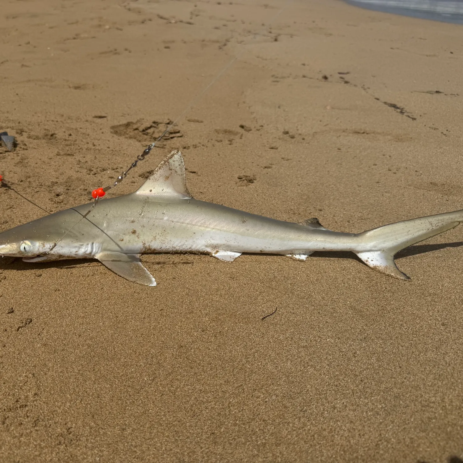 The most recent Blacknose shark catches on Fishbrain