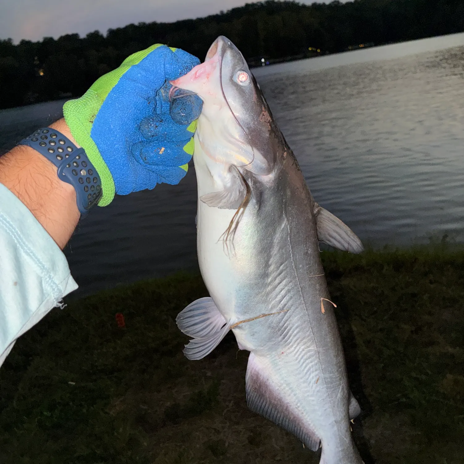 Blue catfish caught on Fishbrain