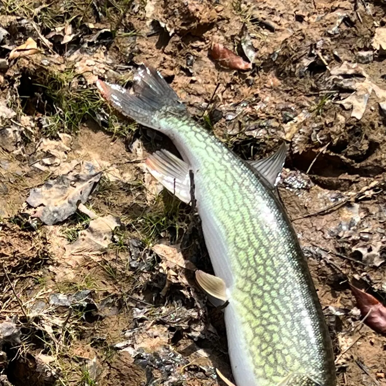 Chain pickerel caught on Fishbrain