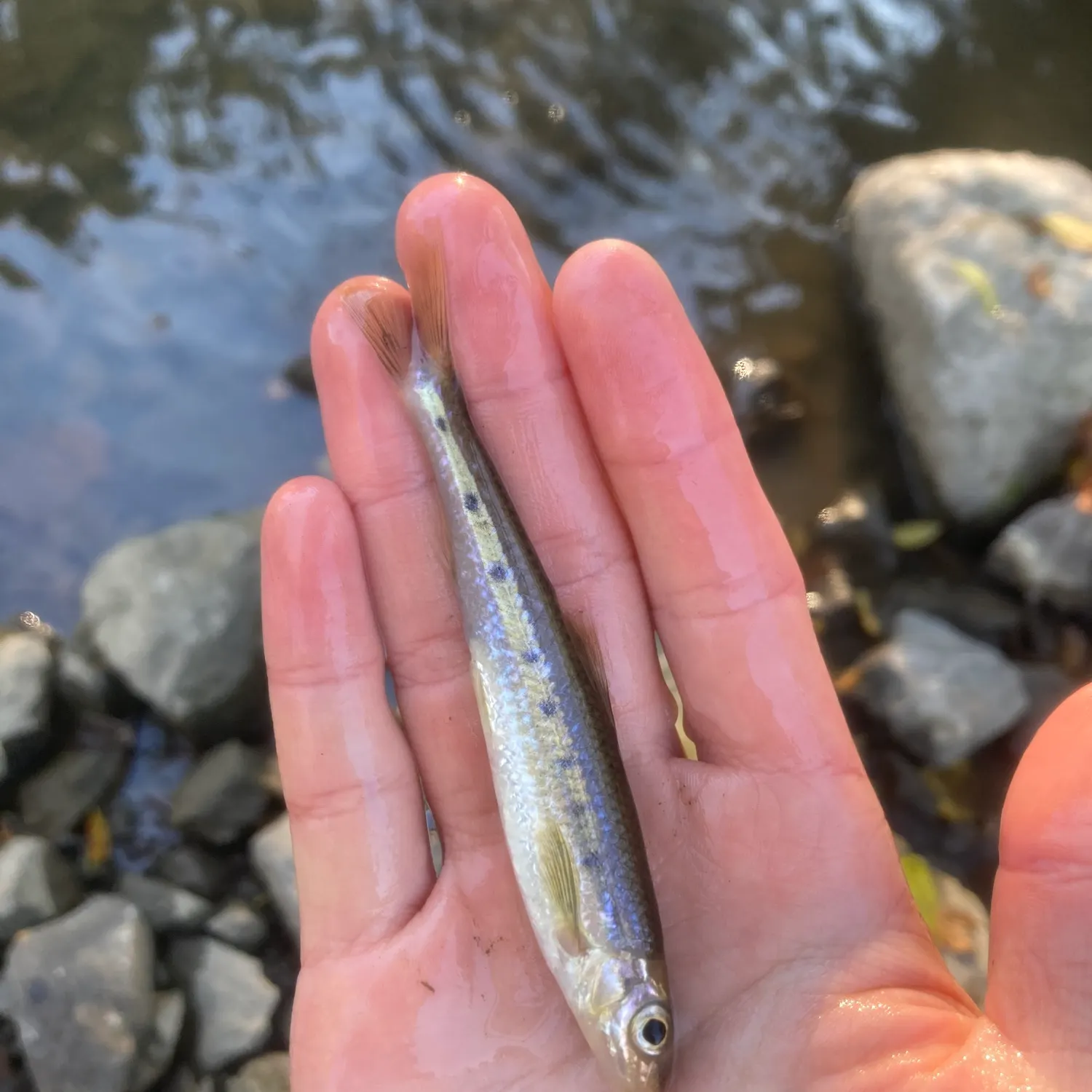 The most recent Streamline chub catches on Fishbrain