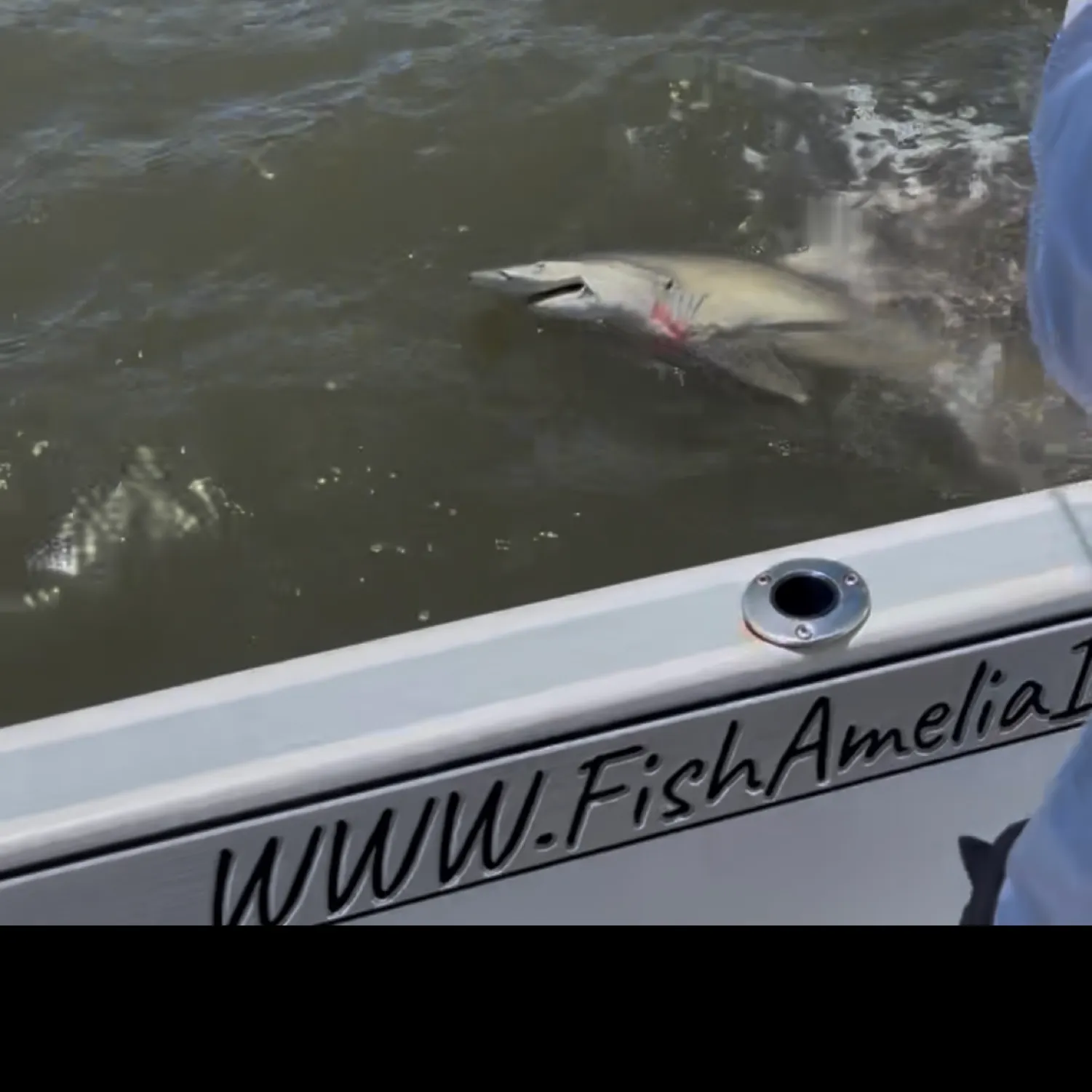 The most recent Silky shark catches on Fishbrain