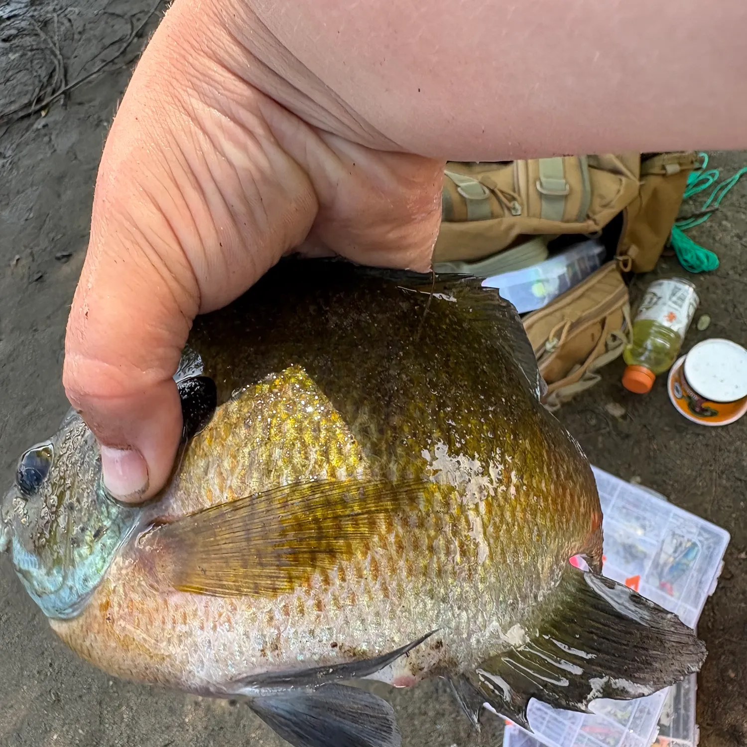 Bluegill caught on Fishbrain