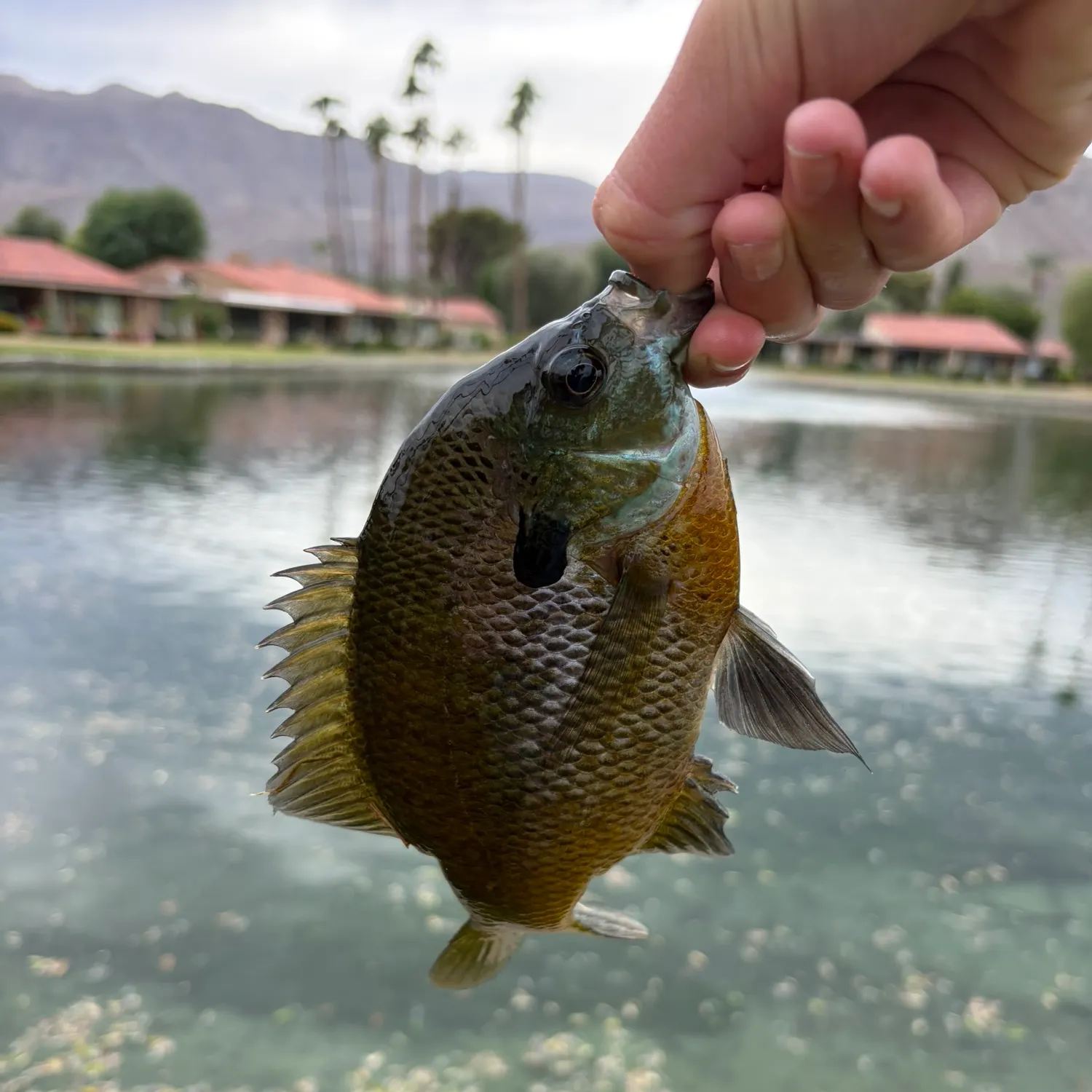 Fish caught on Fishbrain