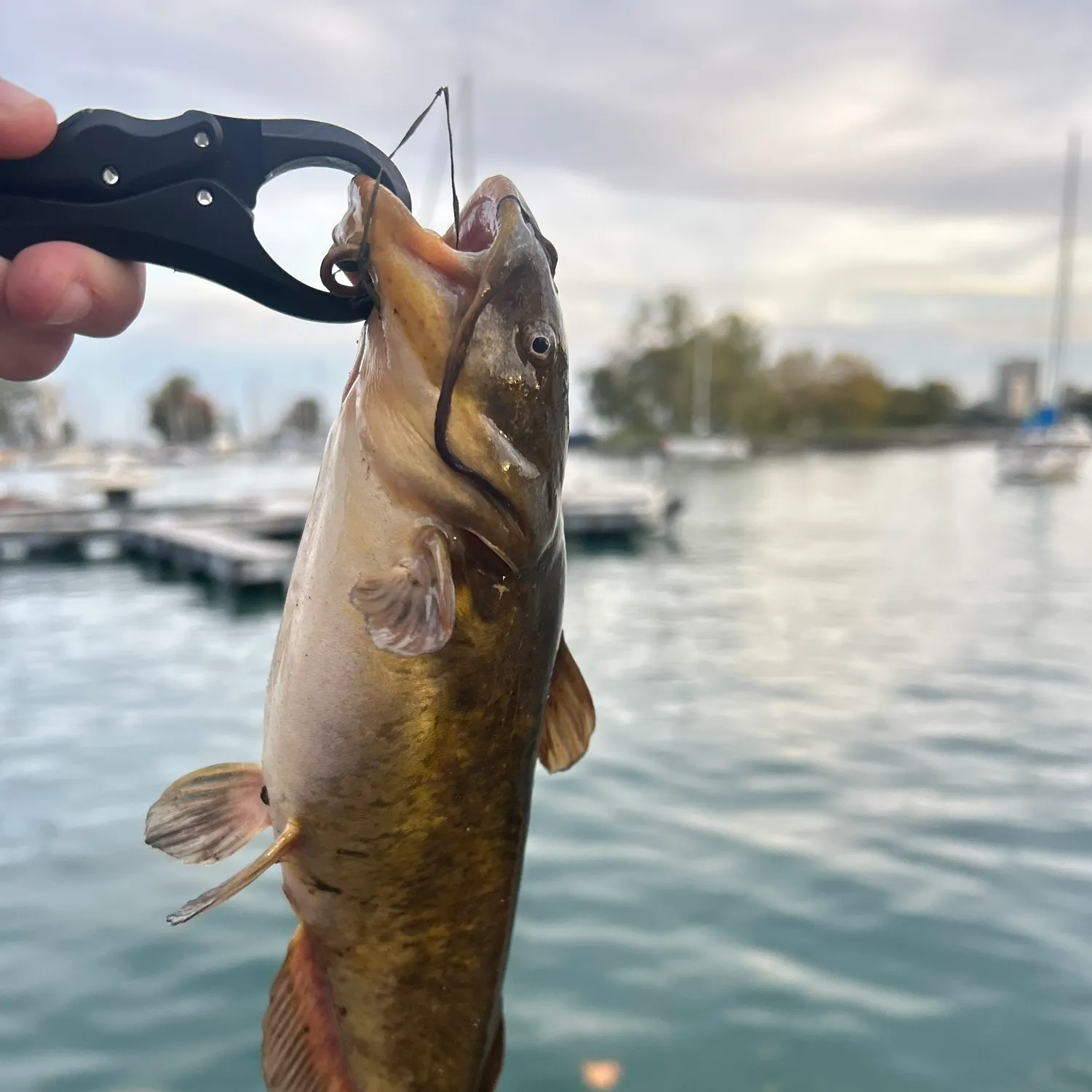 catch