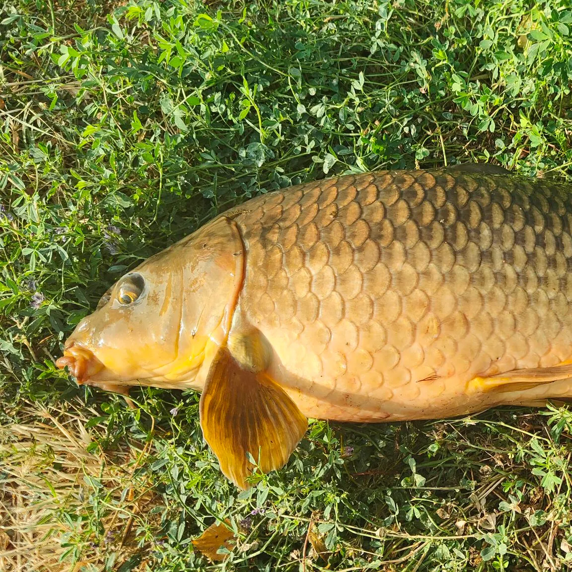 Common carp caught on Fishbrain