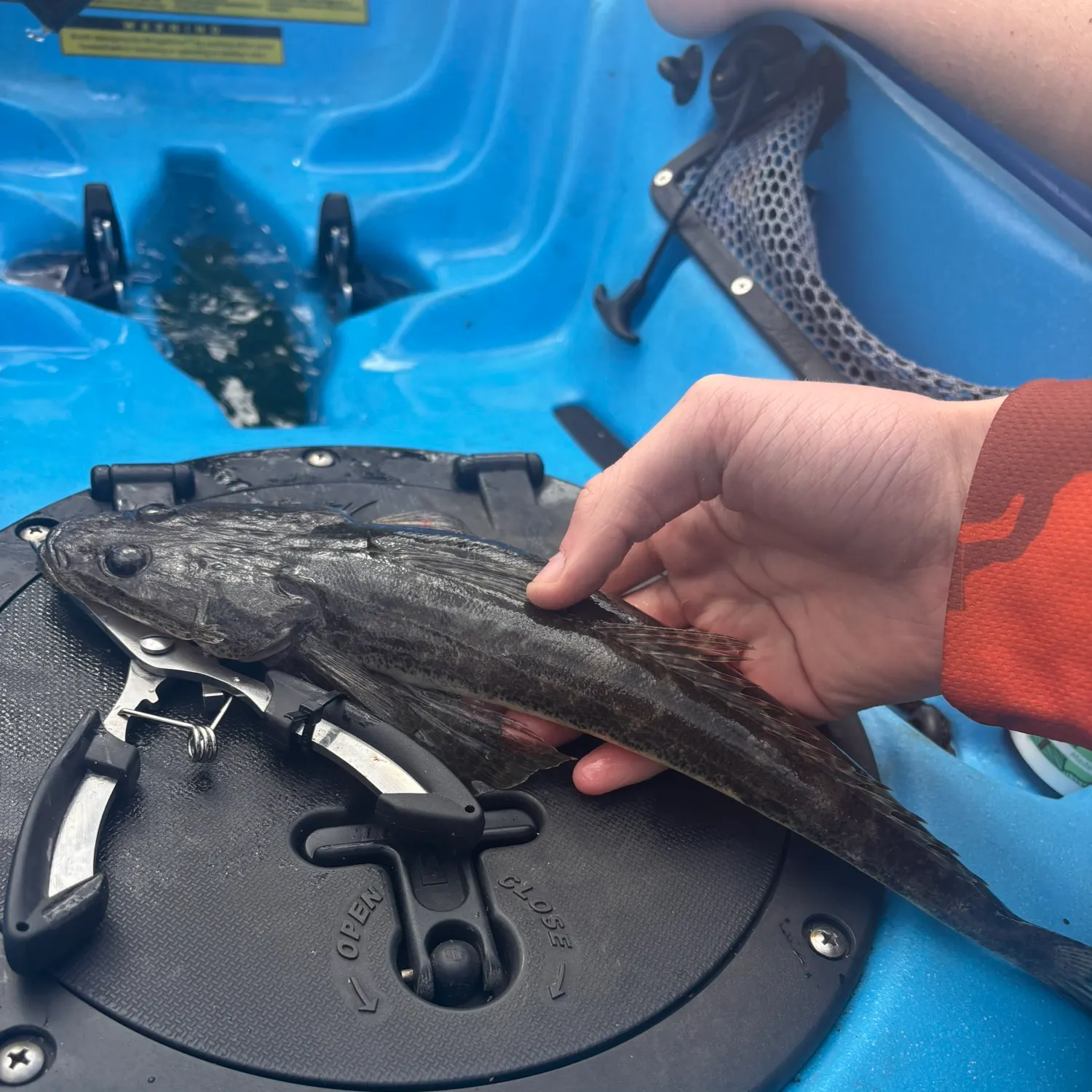 Dusky flathead caught on Fishbrain