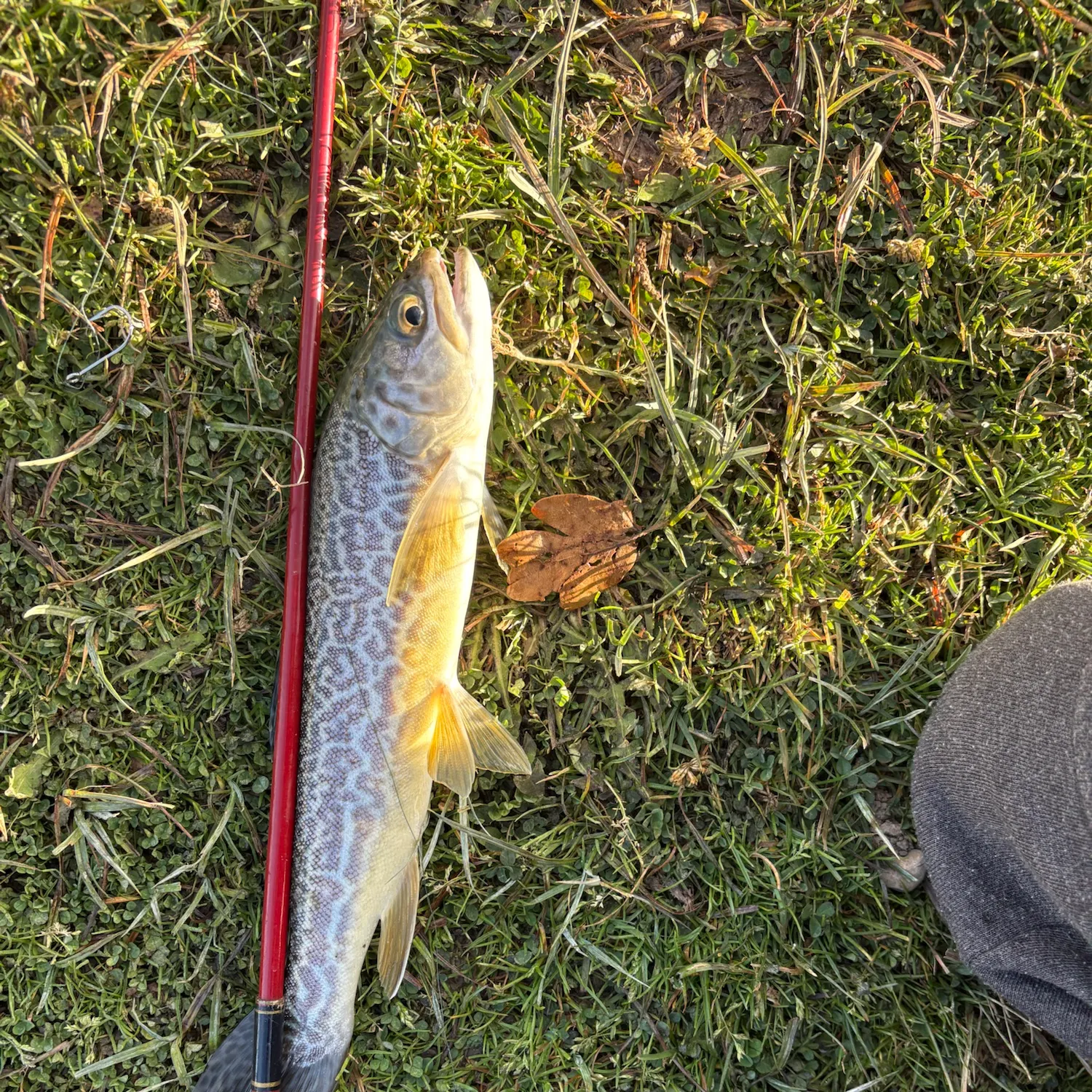 Tiger trout caught on Fishbrain