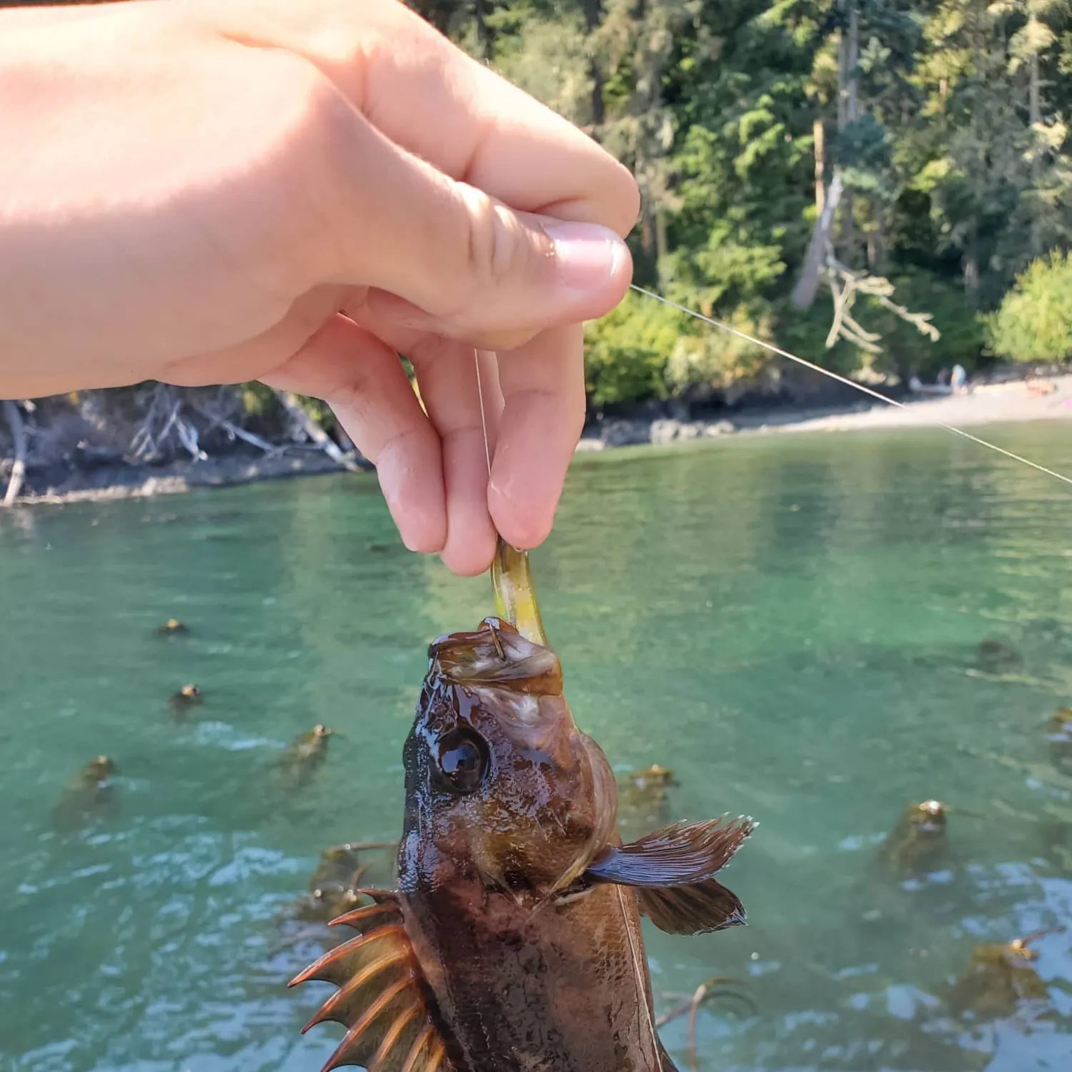 Copper rockfish caught on Fishbrain