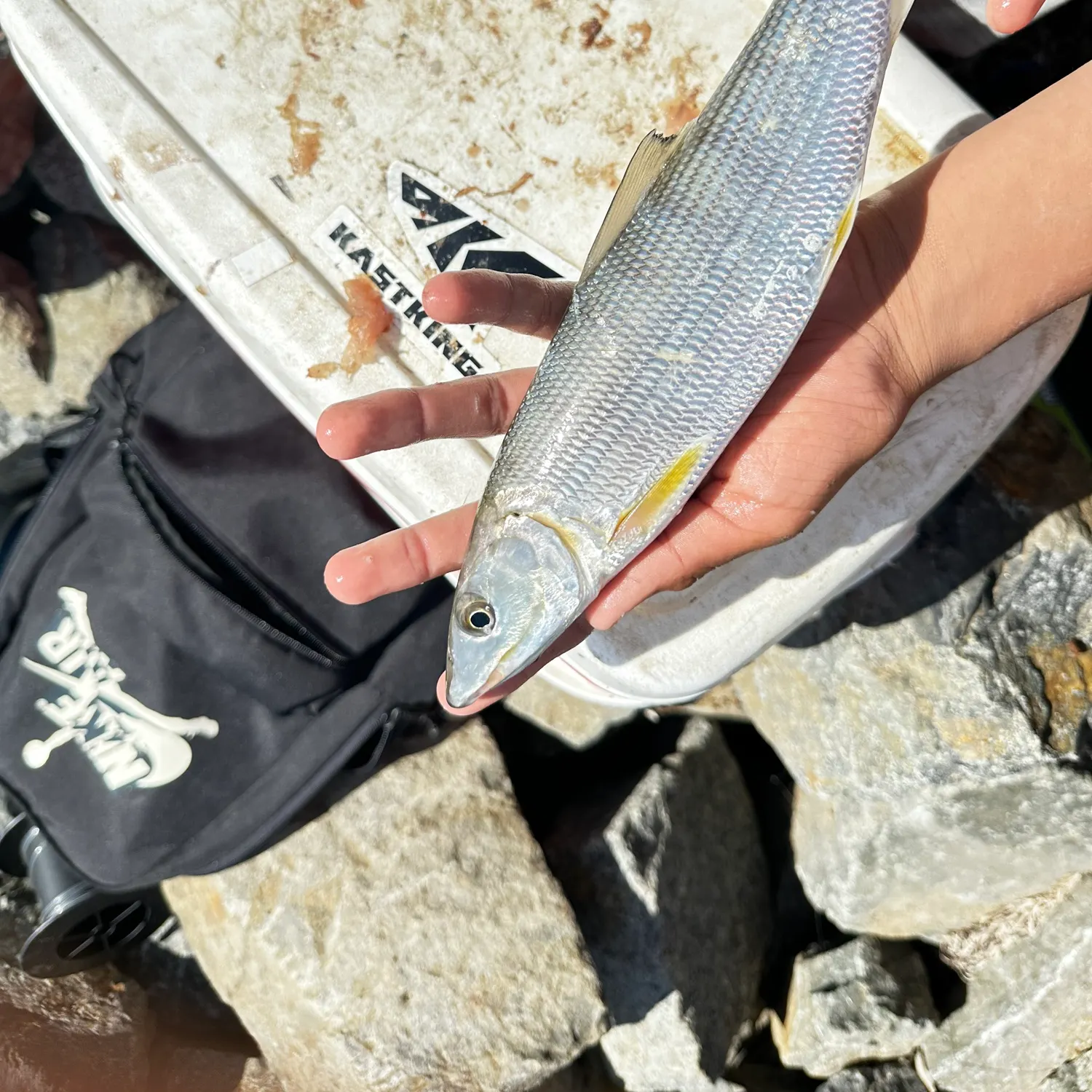 West Atlantic bonefish caught on Fishbrain
