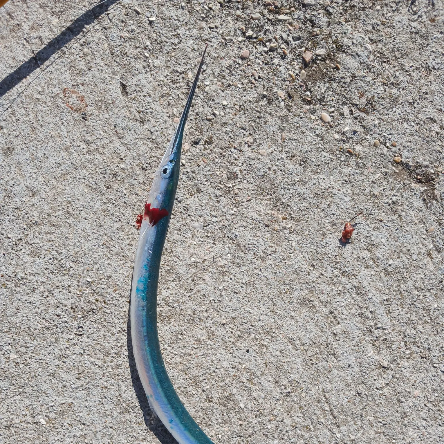 The most recent European garfish catches on Fishbrain
