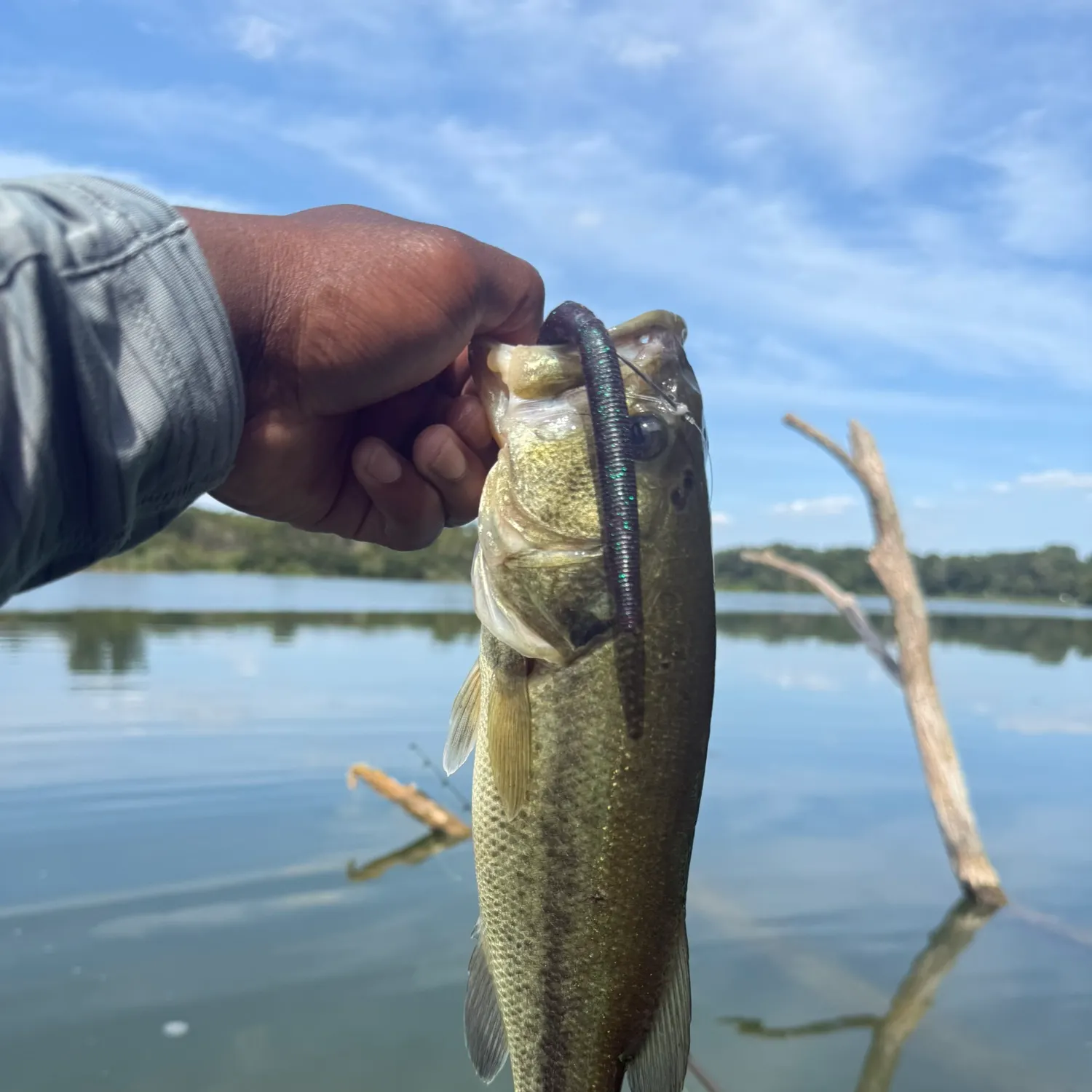 Largemouth bass caught on Fishbrain