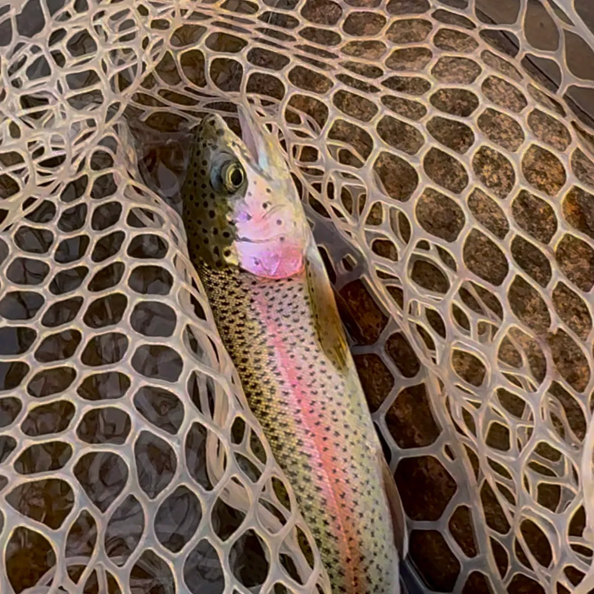 Rainbow trout caught on Fishbrain