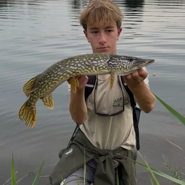 Northern pike caught on Fishbrain