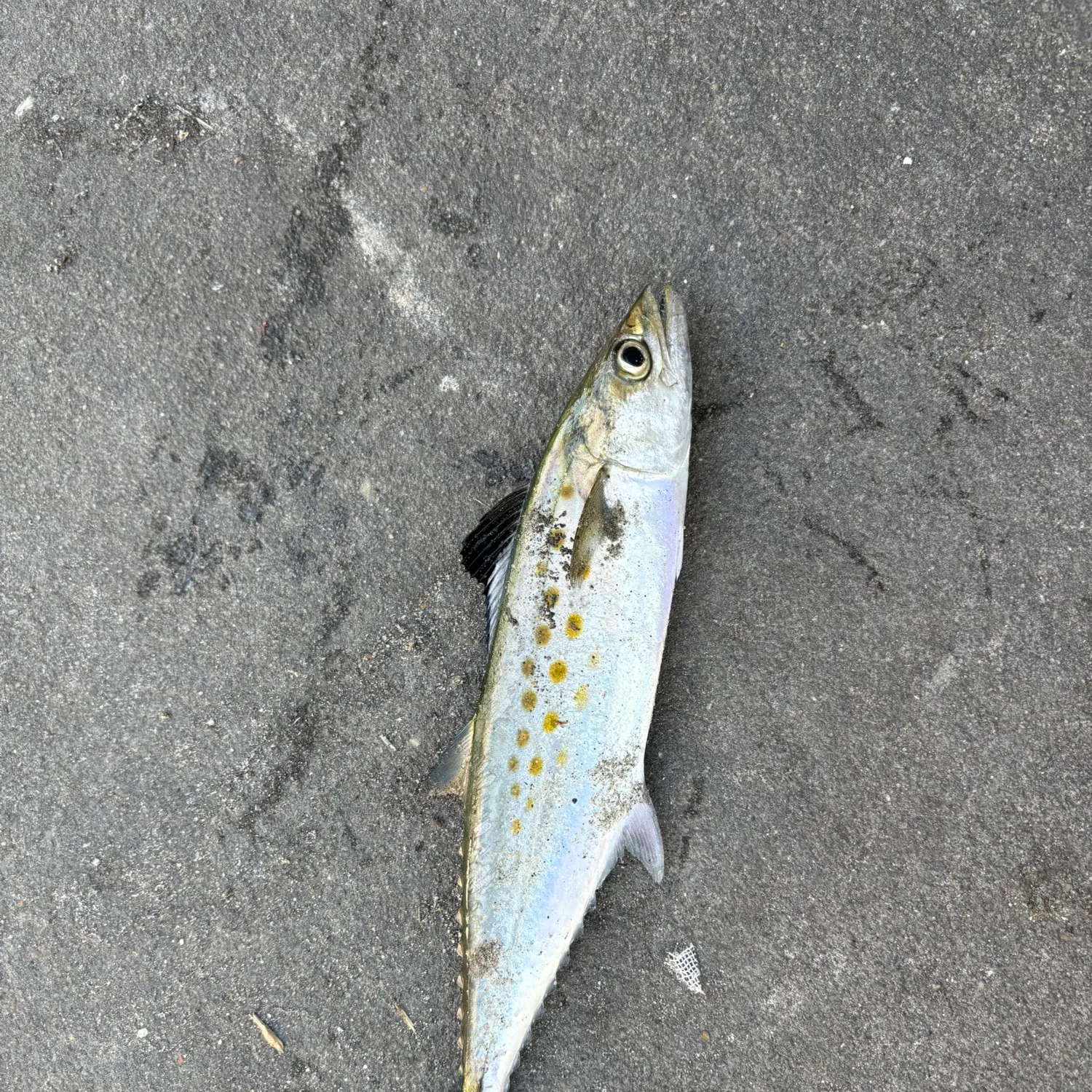 The most recent Spanish mackerel catches on Fishbrain