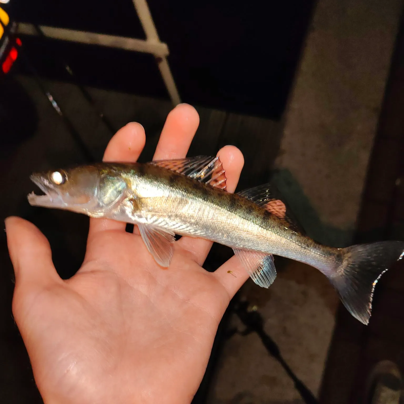 Zander caught on Fishbrain