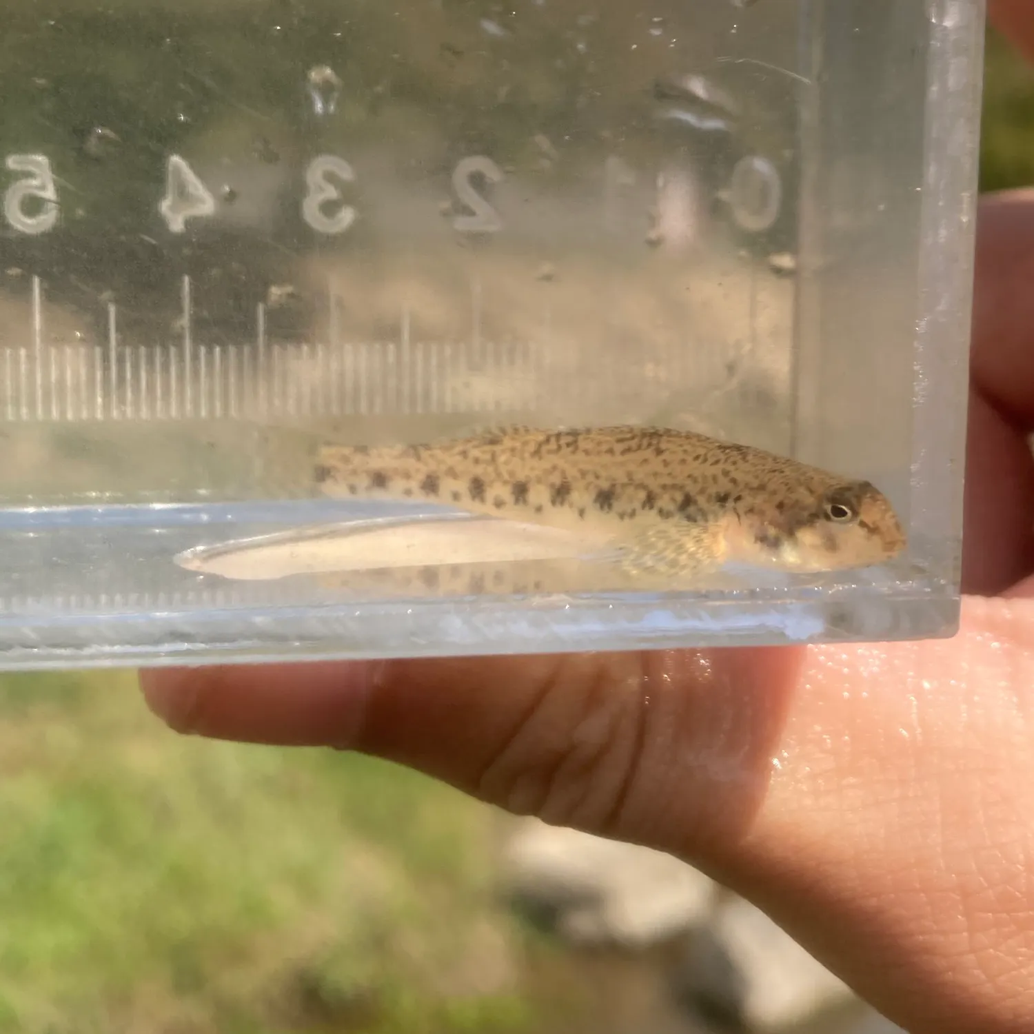 The most recent Blueside darter catches on Fishbrain