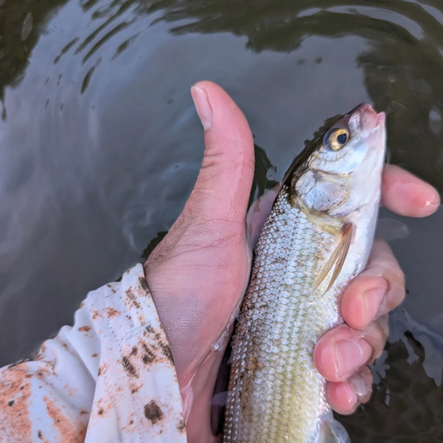 The most recent Mountain whitefish catches on Fishbrain