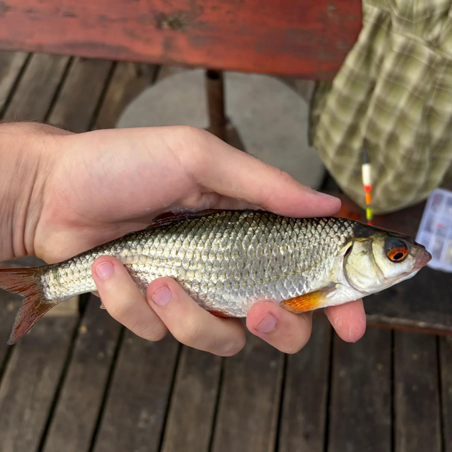 Common roach caught on Fishbrain