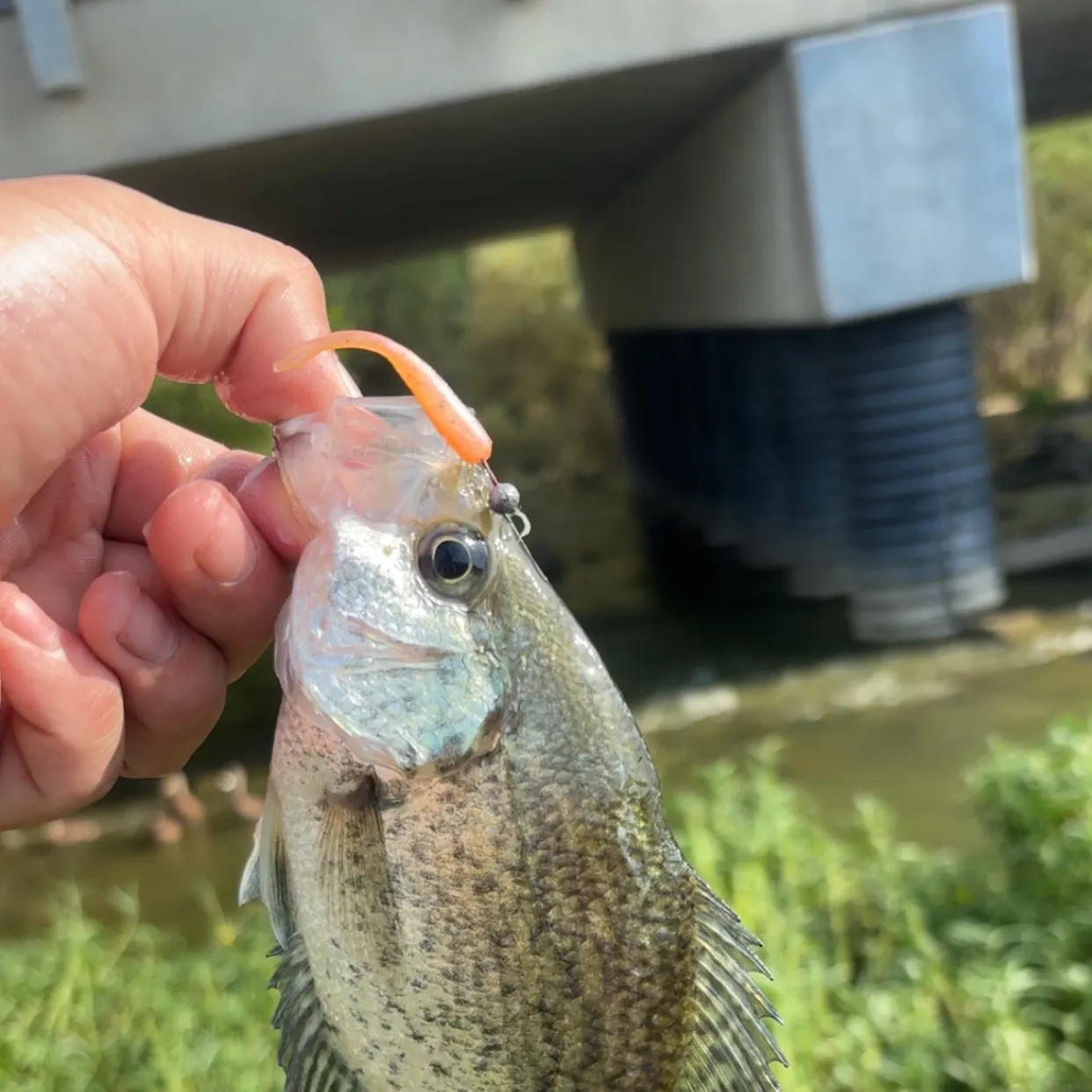 Black crappie caught on Fishbrain