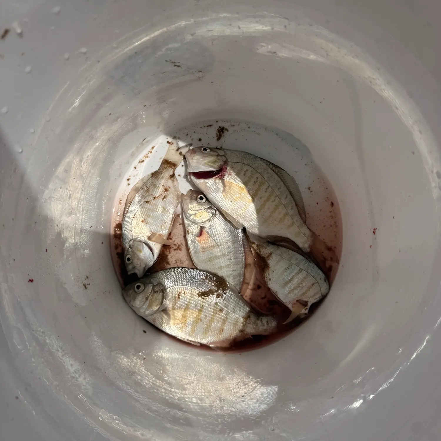 The most recent Barred surfperch catches on Fishbrain