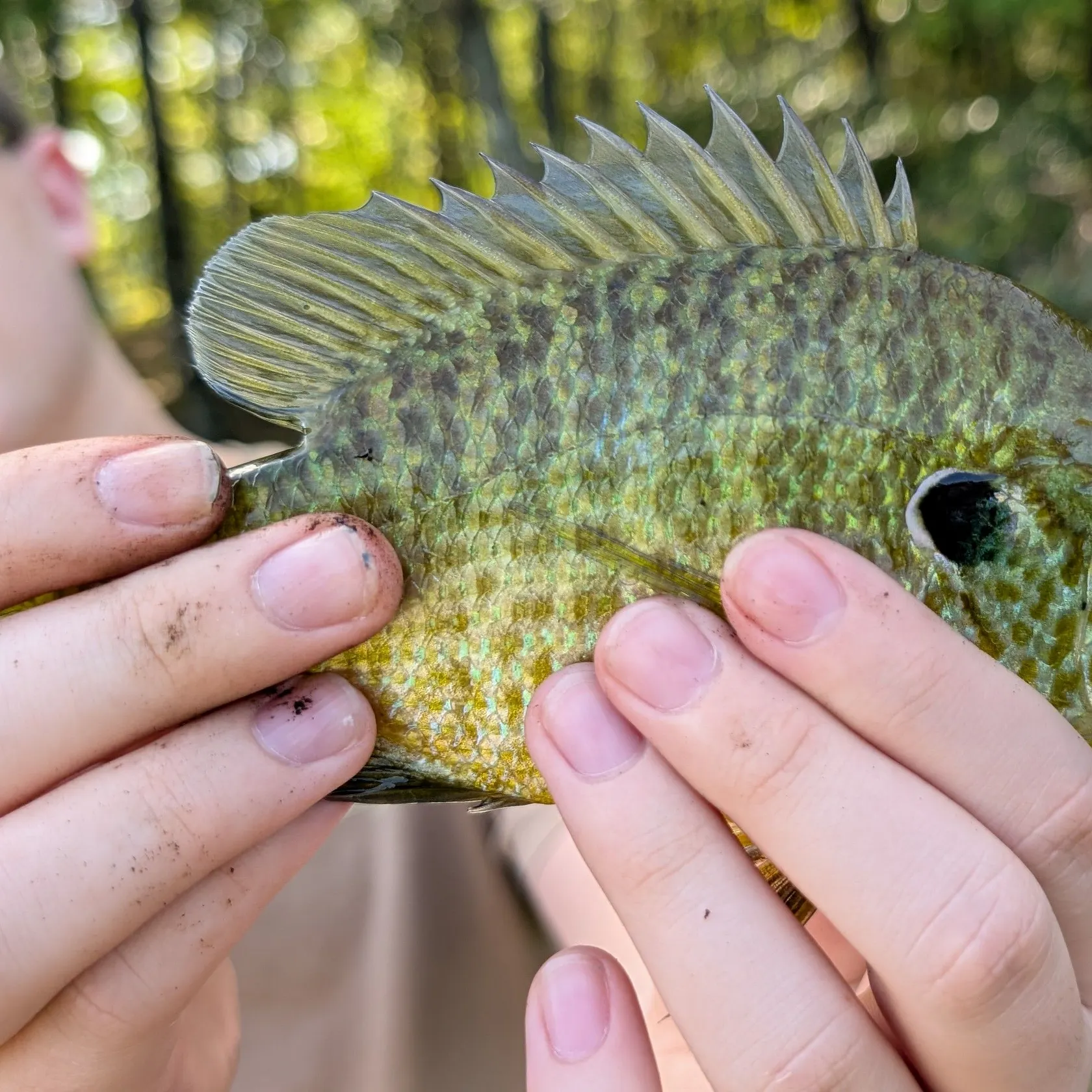 Bluegill caught on Fishbrain