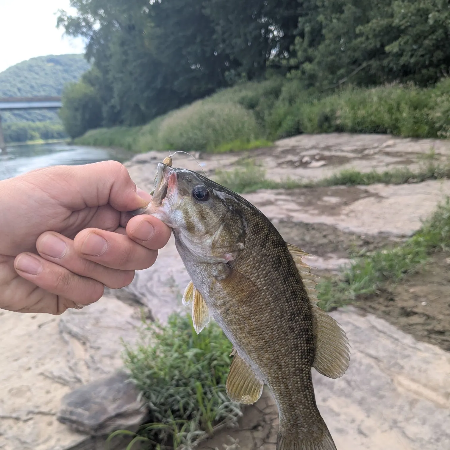 Smallmouth bass caught on Fishbrain