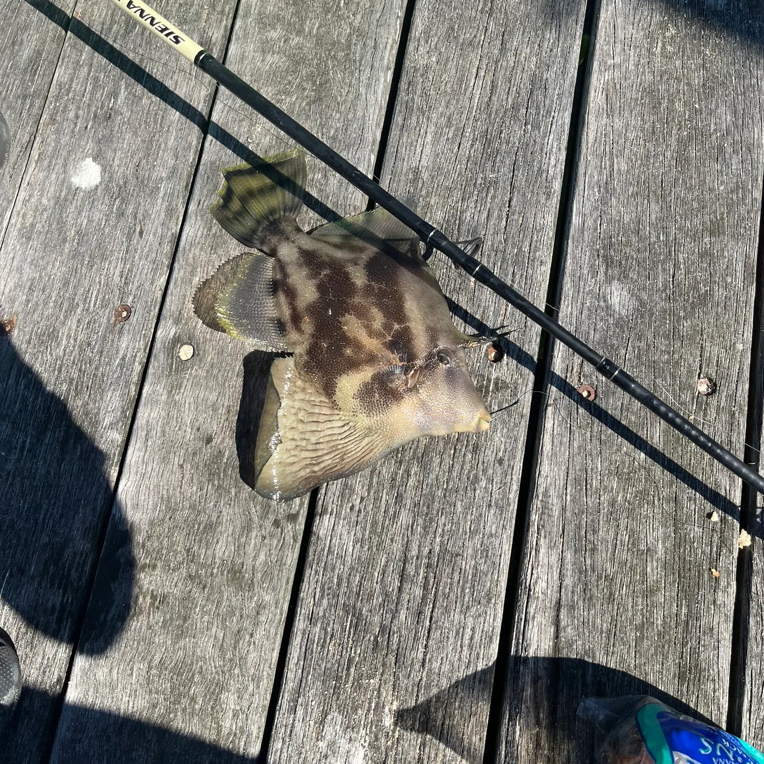 The most recent Fan-bellied leatherjacket catches on Fishbrain