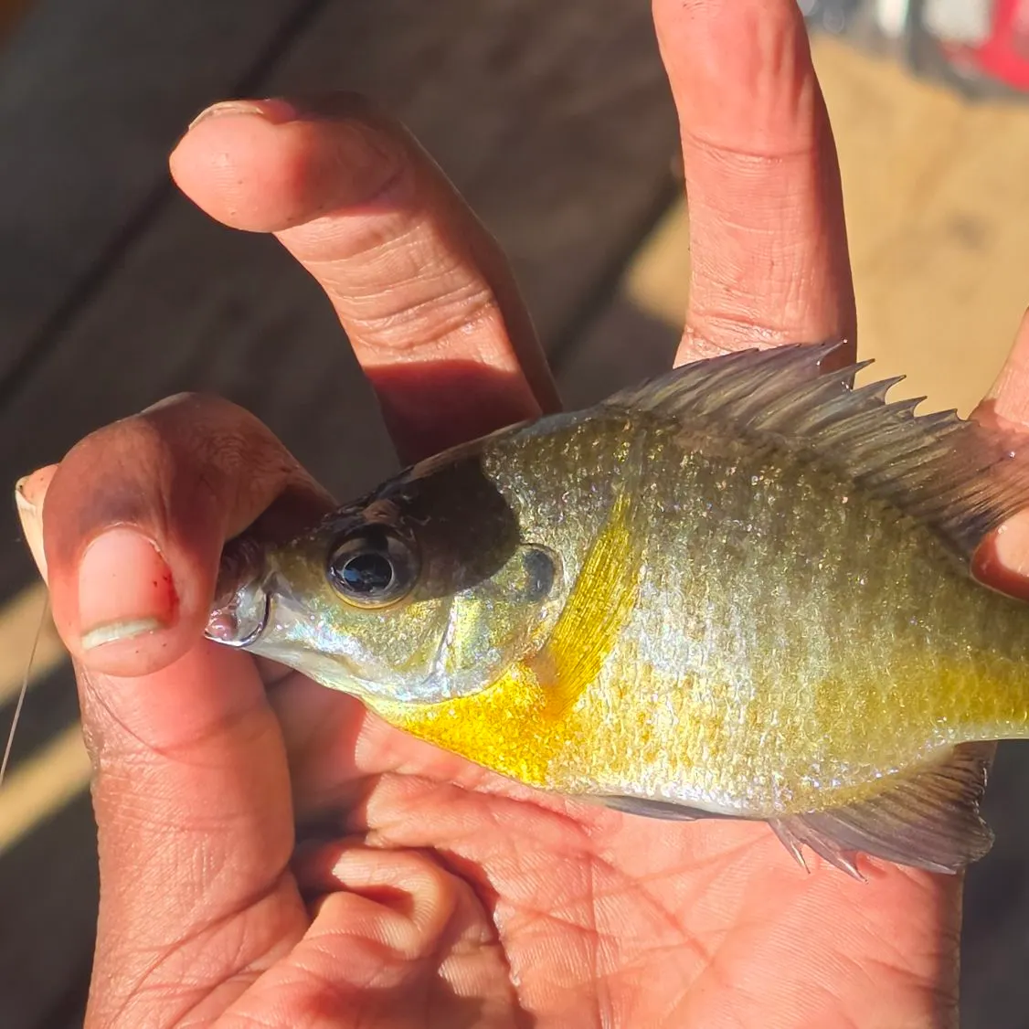 Bluegill caught on Fishbrain