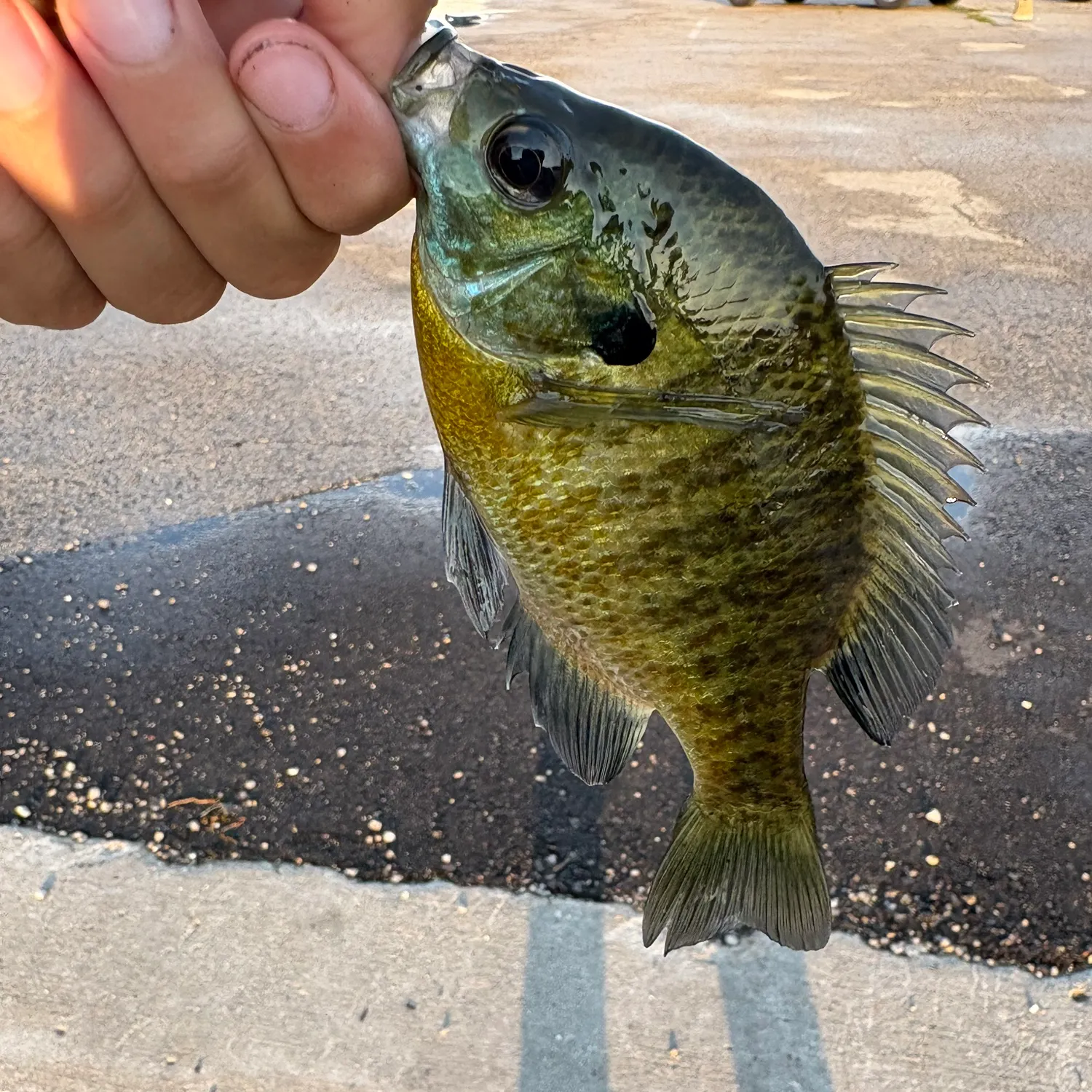 catch