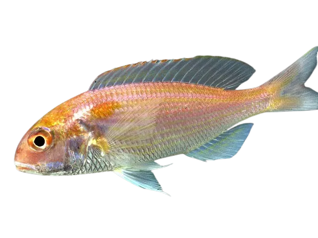 Japanese threadfin bream