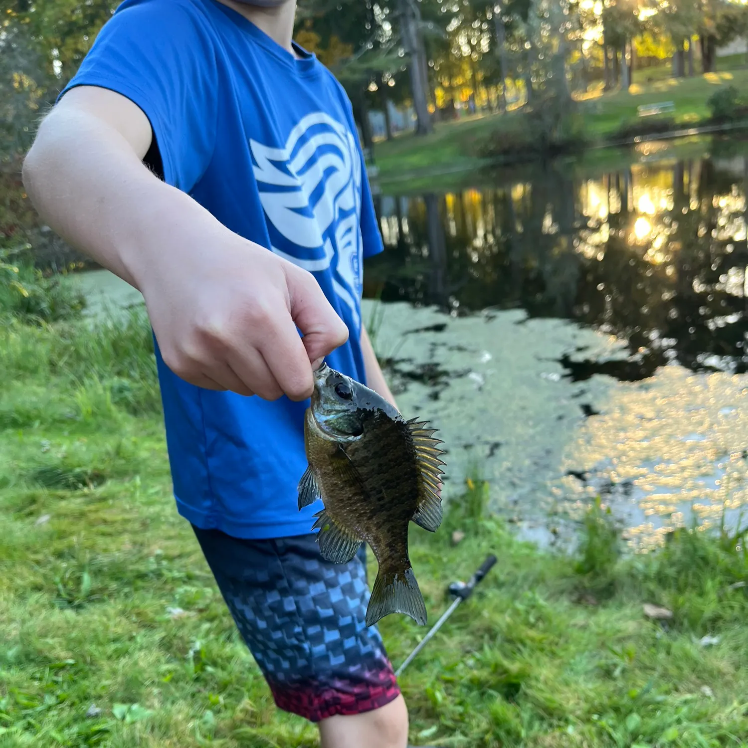 Bluegill caught on Fishbrain