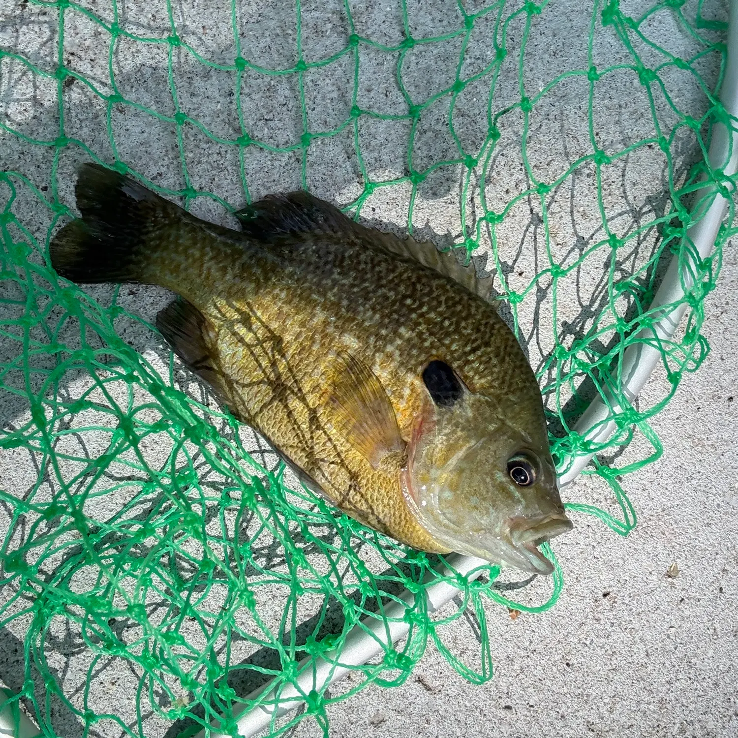 Greengill hybrid caught on Fishbrain