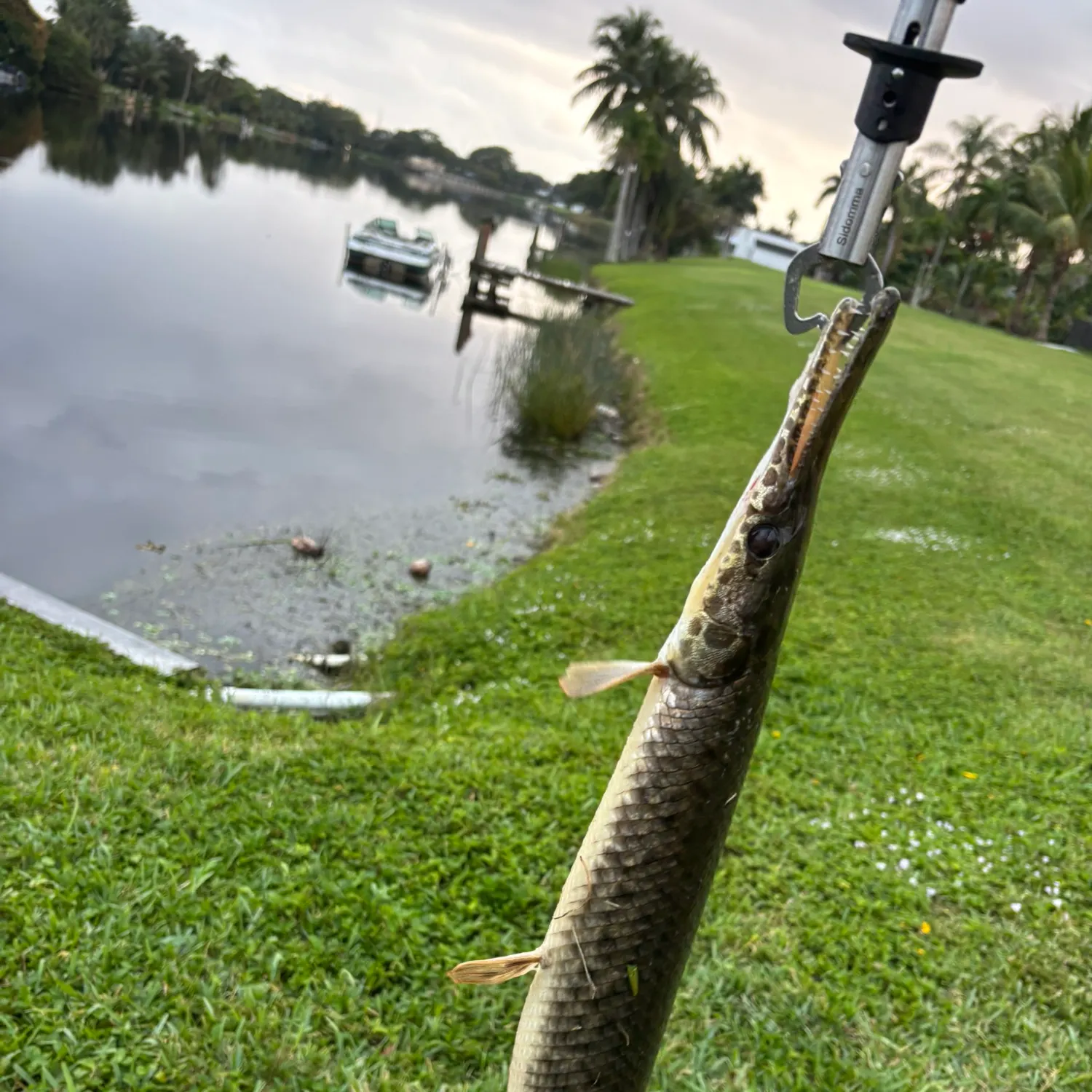 The most recent Spotted gar catches on Fishbrain