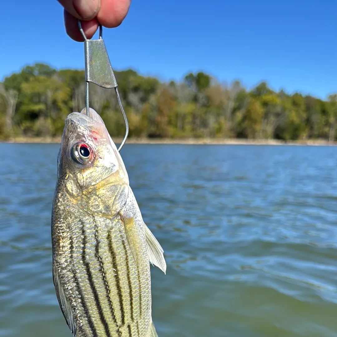 Yellow bass caught on Fishbrain