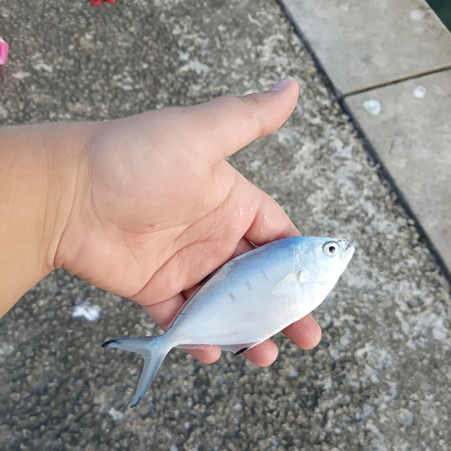 The most recent Leerfish catches on Fishbrain