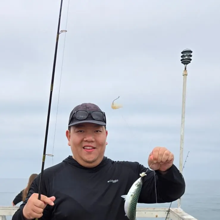 The most recent Atlantic mackerel catches on Fishbrain