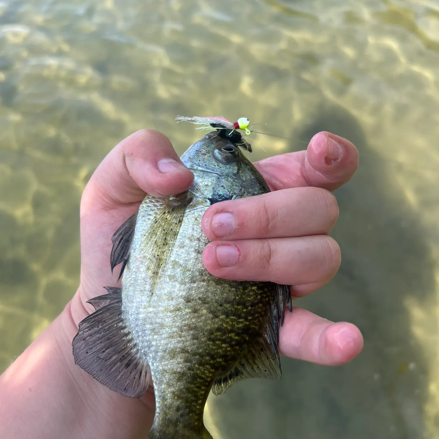 Bluegill caught on Fishbrain