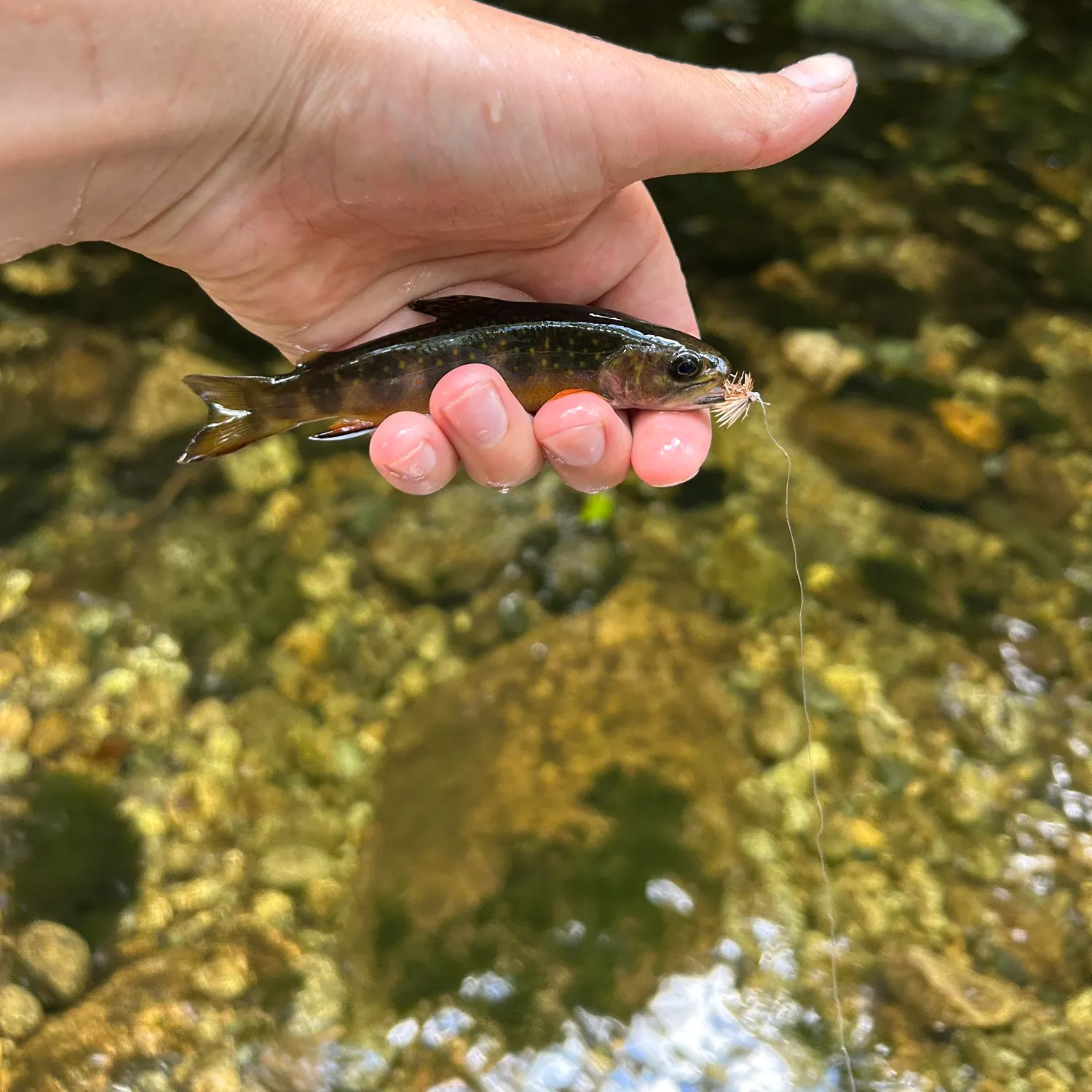 Brook trout caught on Fishbrain